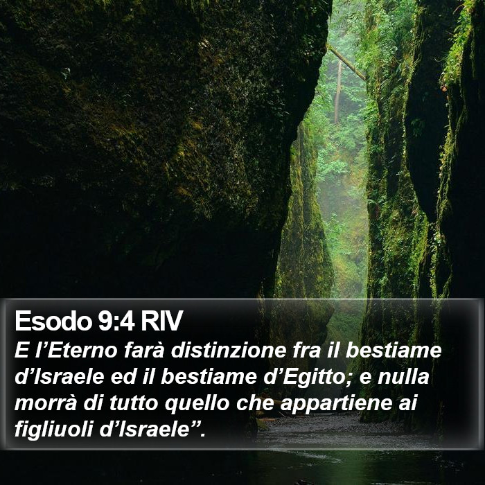 Esodo 9:4 RIV Bible Study