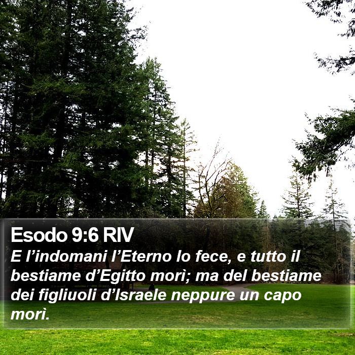 Esodo 9:6 RIV Bible Study