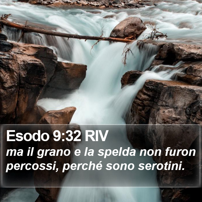 Esodo 9:32 RIV Bible Study