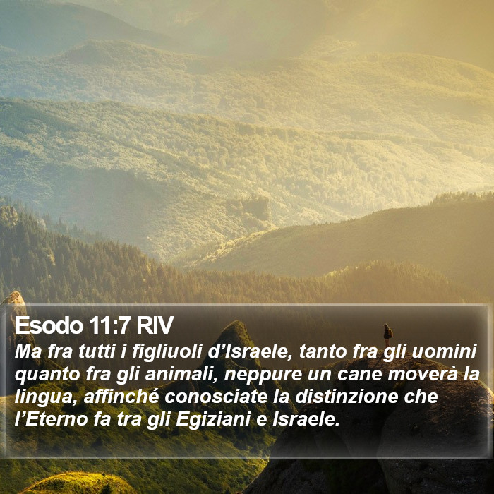 Esodo 11:7 RIV Bible Study