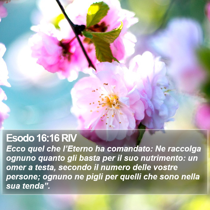 Esodo 16:16 RIV Bible Study