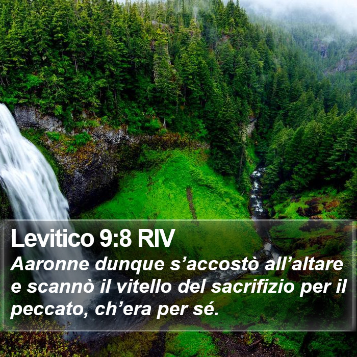 Levitico 9:8 RIV Bible Study