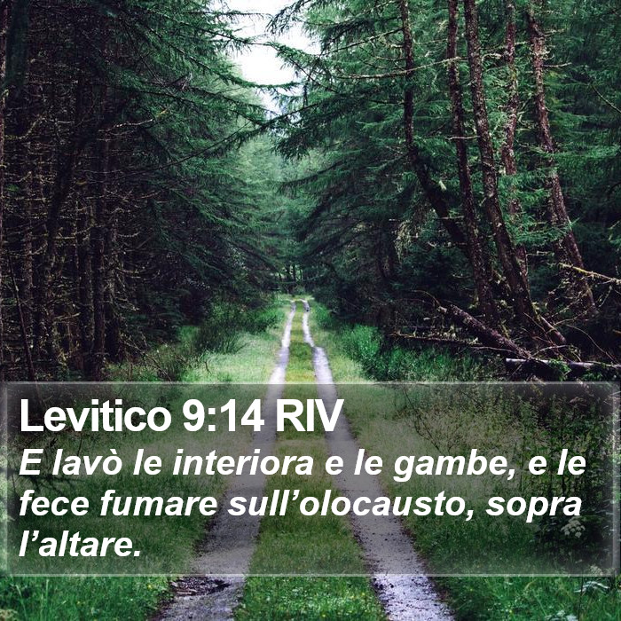 Levitico 9:14 RIV Bible Study