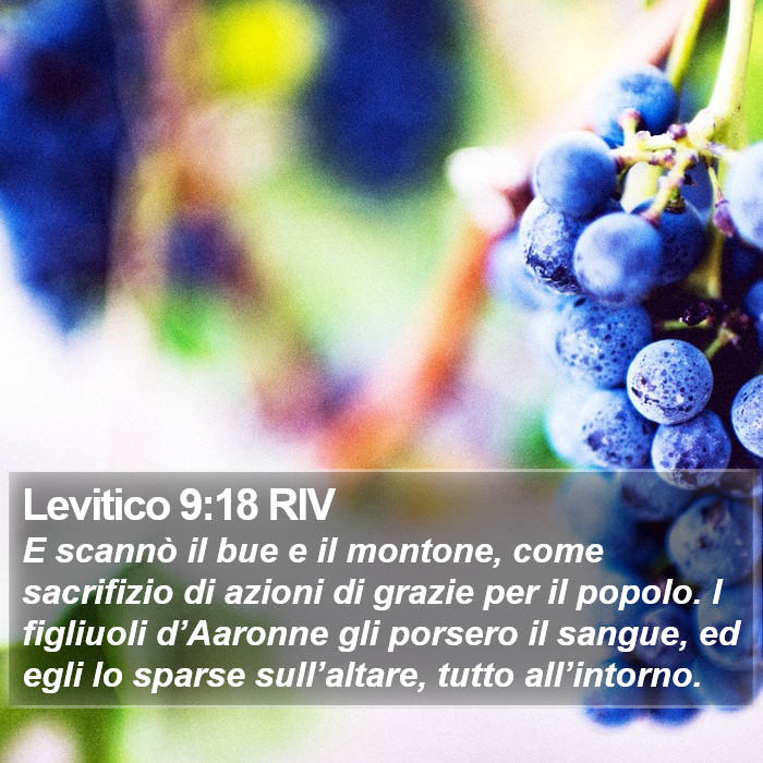 Levitico 9:18 RIV Bible Study