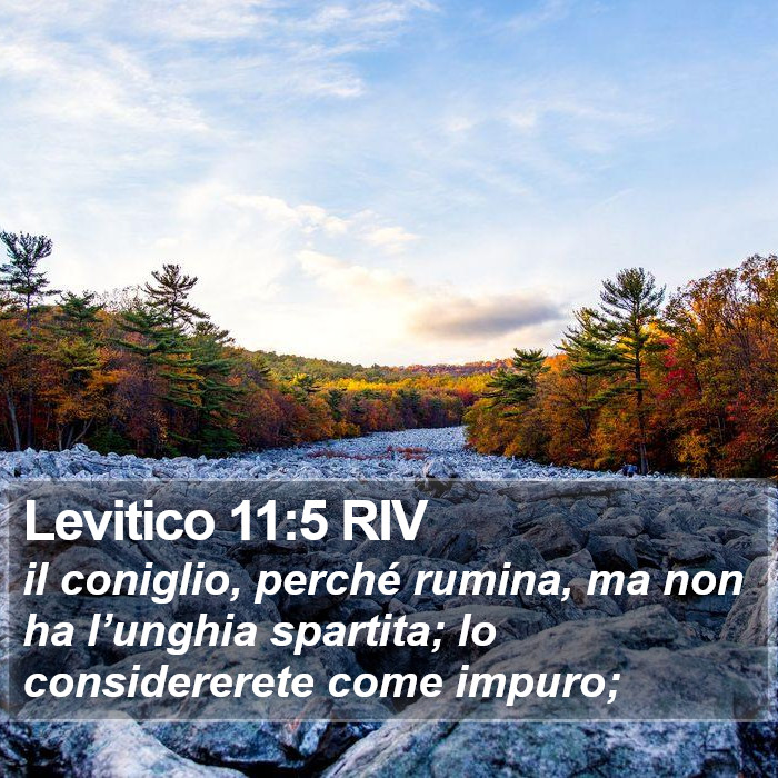 Levitico 11:5 RIV Bible Study