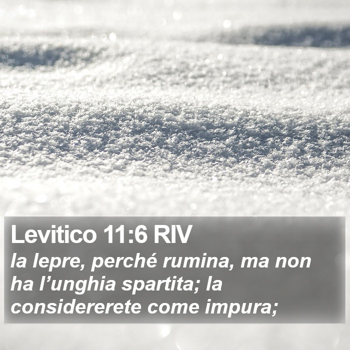 Levitico 11:6 RIV Bible Study