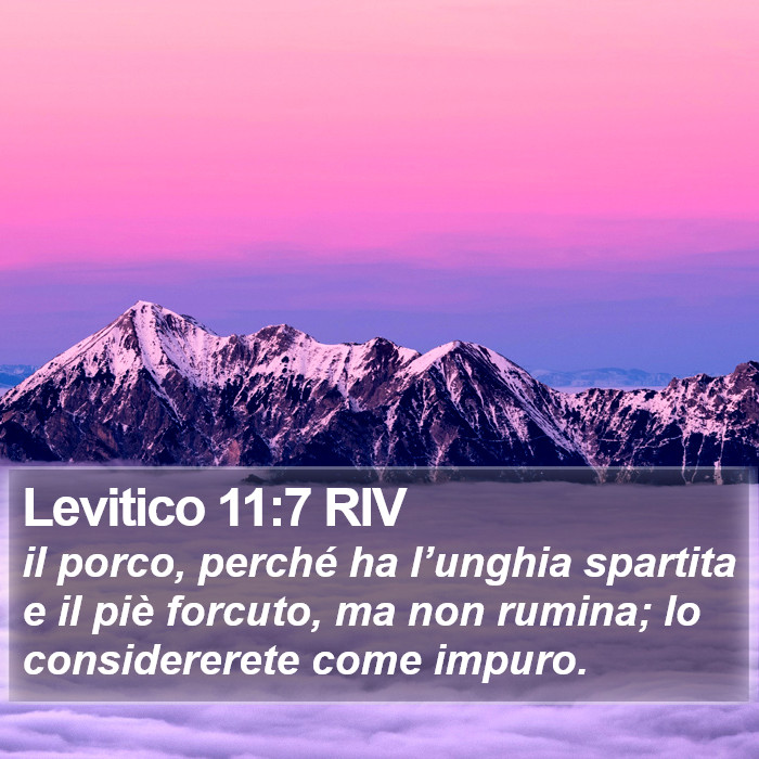 Levitico 11:7 RIV Bible Study