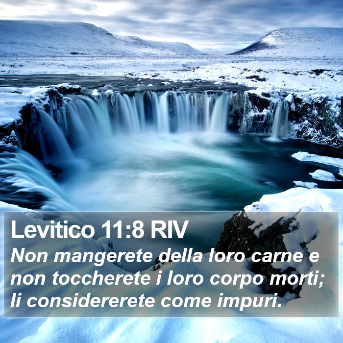 Levitico 11:8 RIV Bible Study