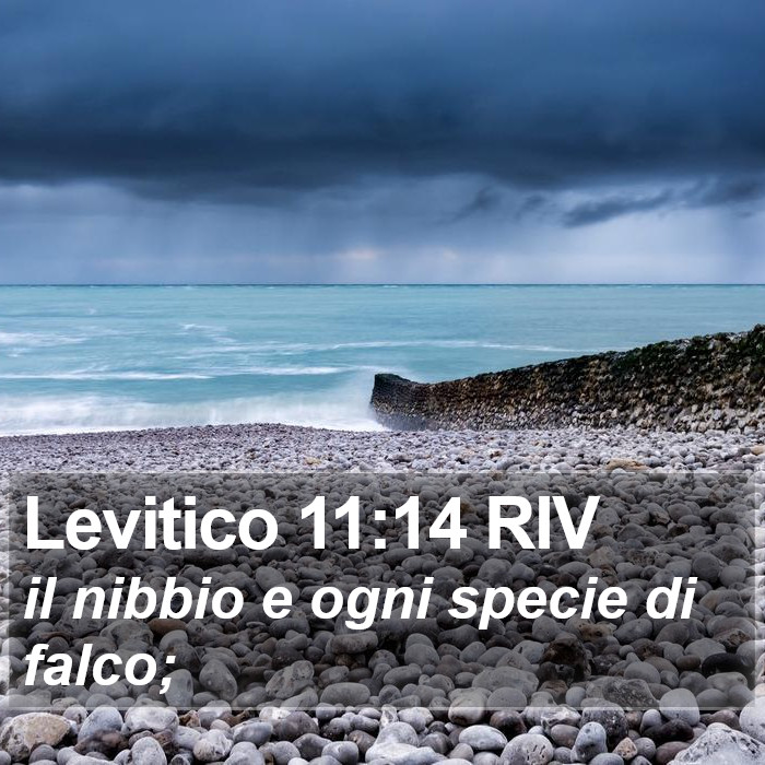 Levitico 11:14 RIV Bible Study