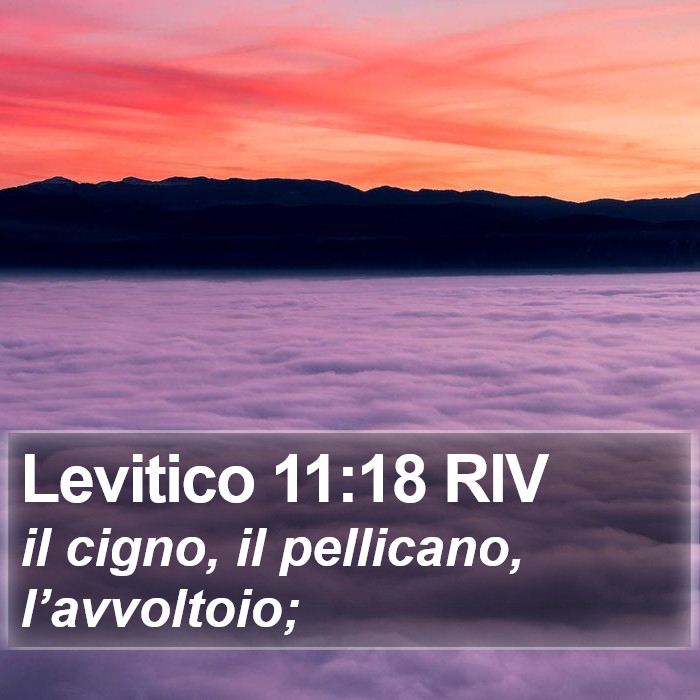 Levitico 11:18 RIV Bible Study