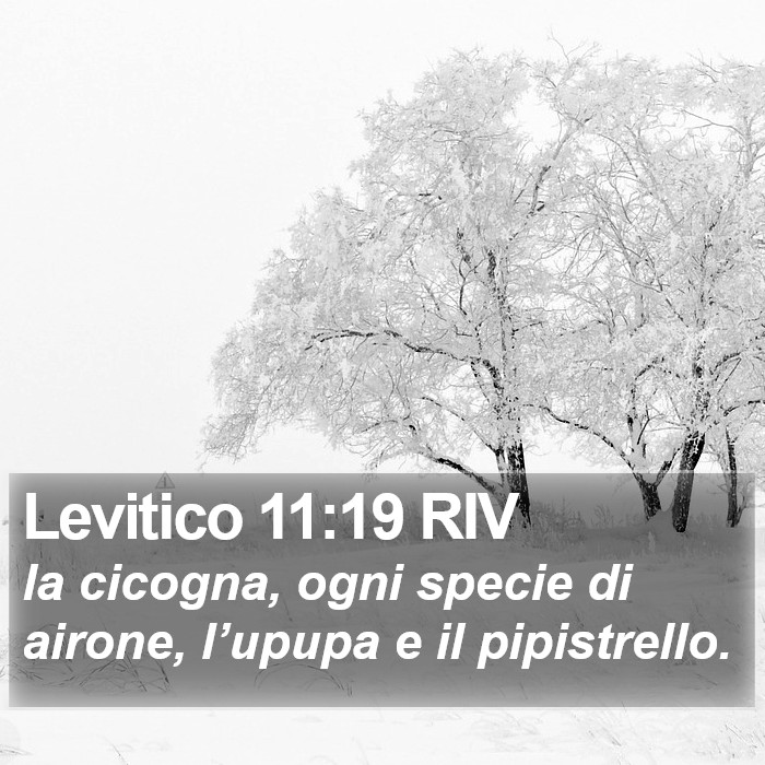 Levitico 11:19 RIV Bible Study