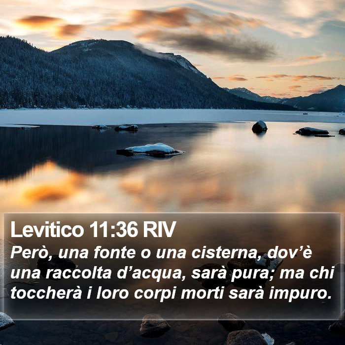 Levitico 11:36 RIV Bible Study
