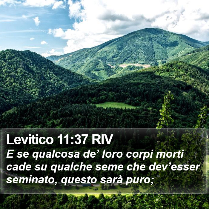 Levitico 11:37 RIV Bible Study