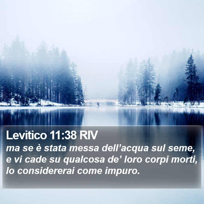 Levitico 11:38 RIV Bible Study