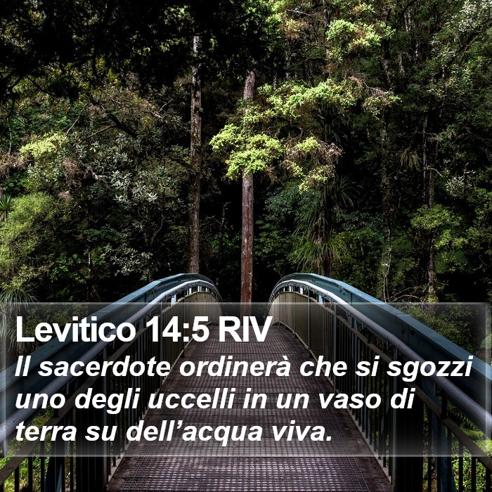 Levitico 14:5 RIV Bible Study