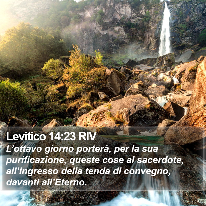 Levitico 14:23 RIV Bible Study