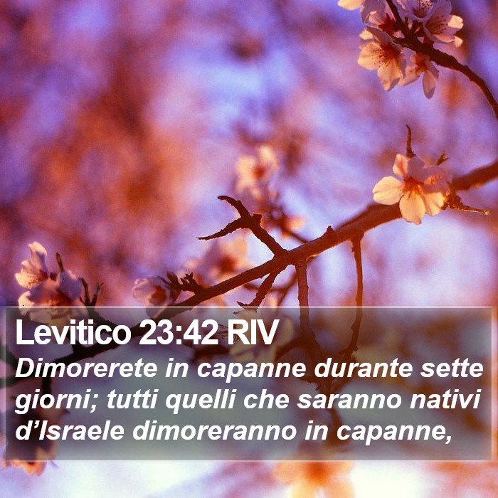 Levitico 23:42 RIV Bible Study