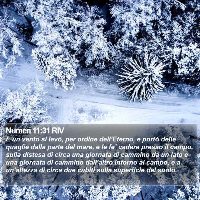 Numeri 11:31 RIV Bible Study