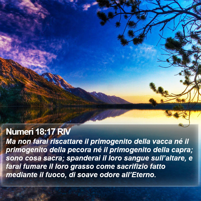 Numeri 18:17 RIV Bible Study