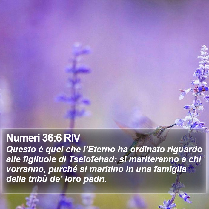 Numeri 36:6 RIV Bible Study