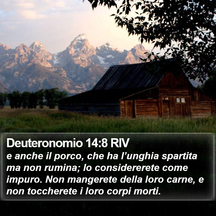 Deuteronomio 14:8 RIV Bible Study