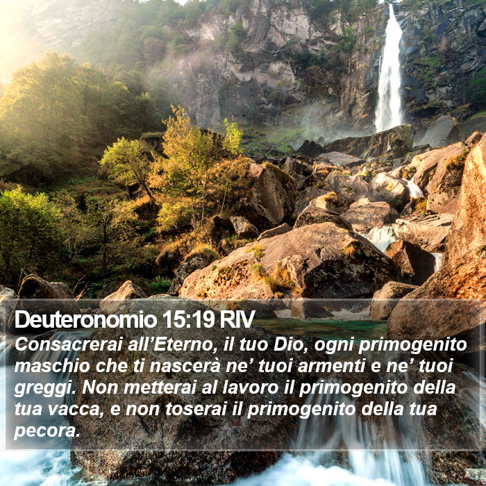 Deuteronomio 15:19 RIV Bible Study