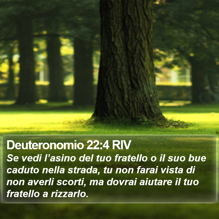 Deuteronomio 22:4 RIV Bible Study