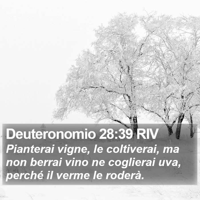 Deuteronomio 28:39 RIV Bible Study