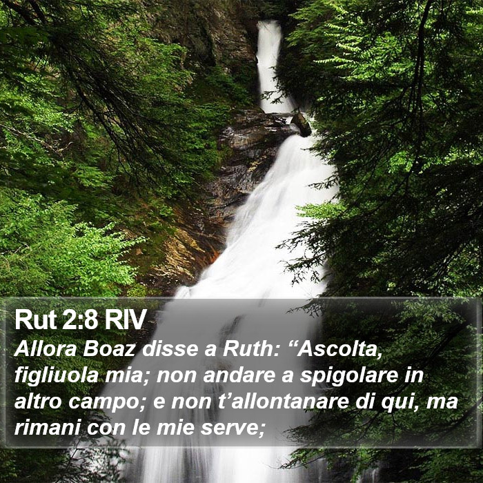 Rut 2:8 RIV Bible Study