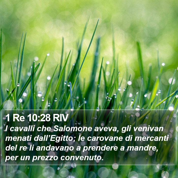 1 Re 10:28 RIV Bible Study