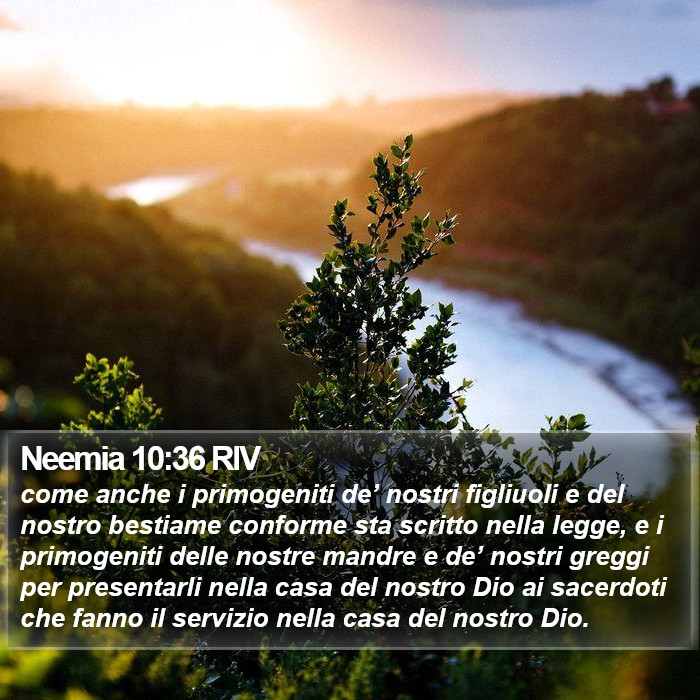 Neemia 10:36 RIV Bible Study