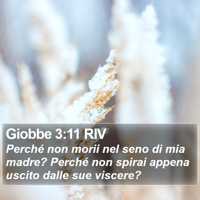 Giobbe 3:11 RIV Bible Study