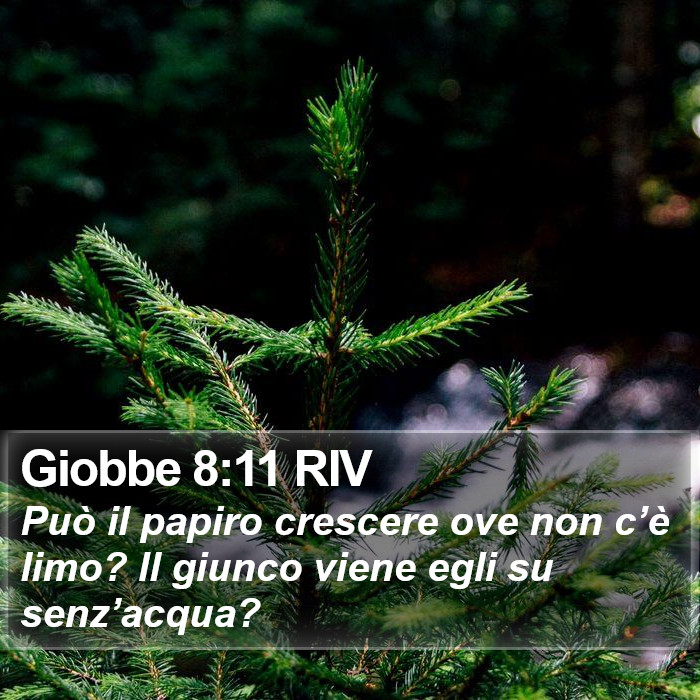 Giobbe 8:11 RIV Bible Study