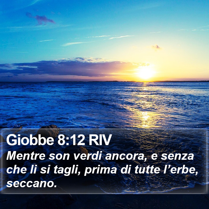 Giobbe 8:12 RIV Bible Study