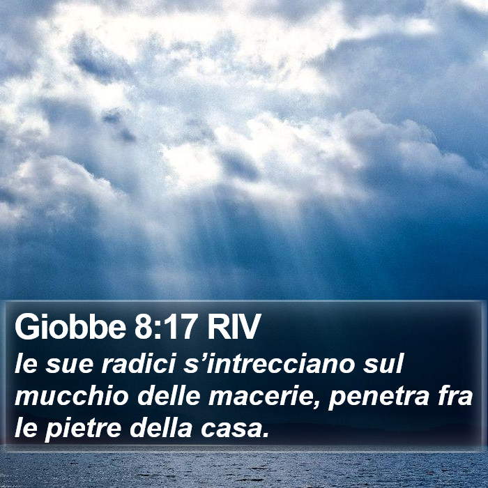 Giobbe 8:17 RIV Bible Study