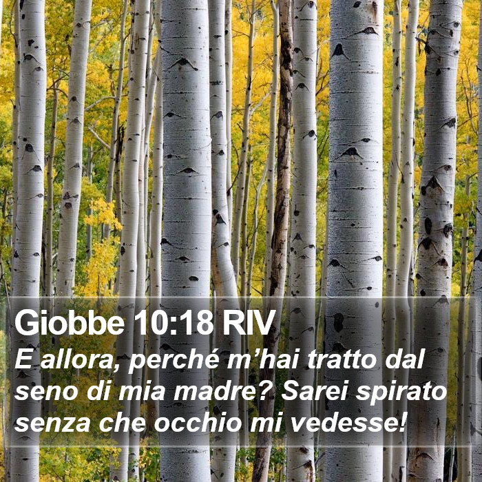 Giobbe 10:18 RIV Bible Study