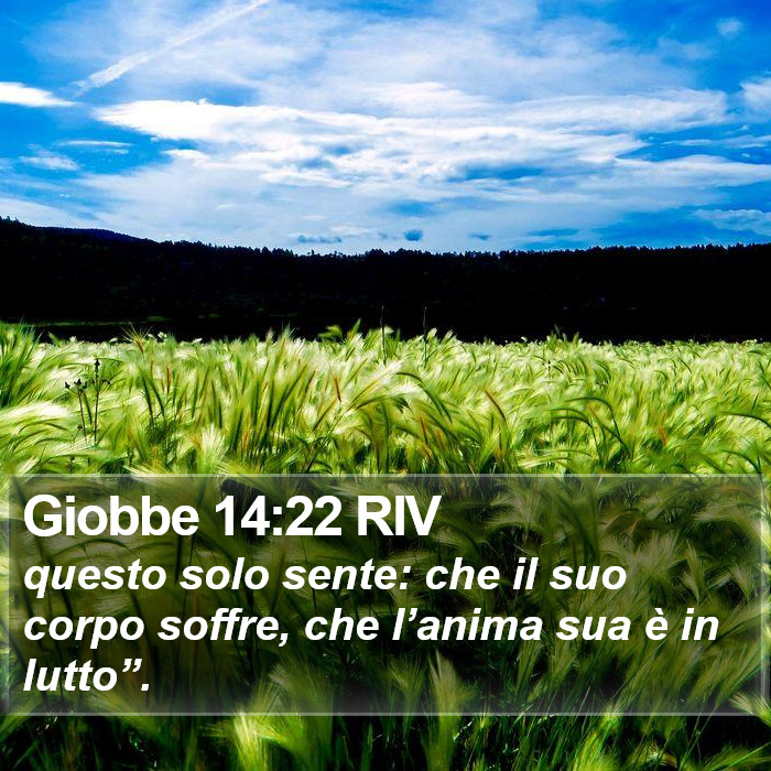 Giobbe 14:22 RIV Bible Study