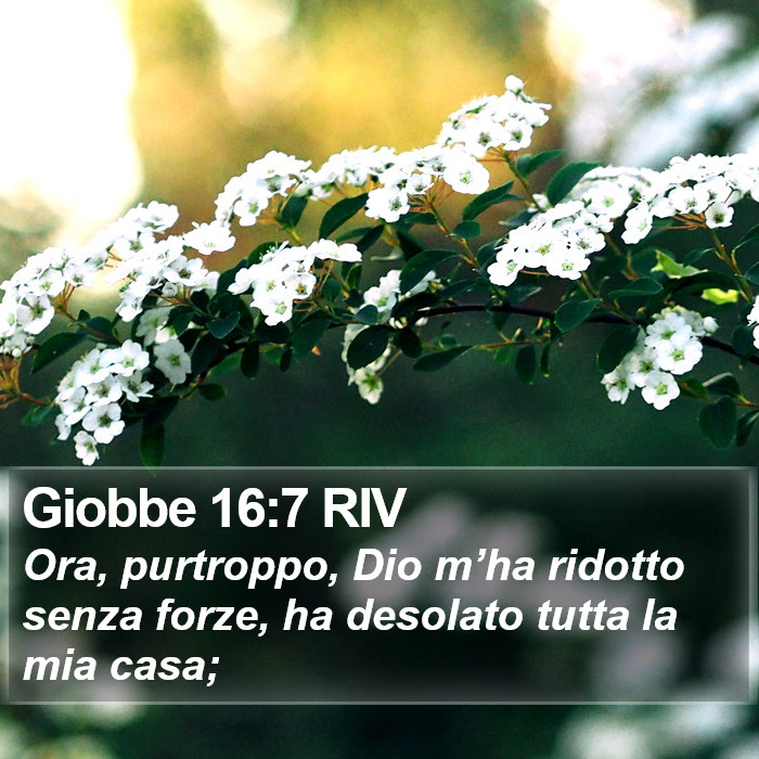 Giobbe 16:7 RIV Bible Study