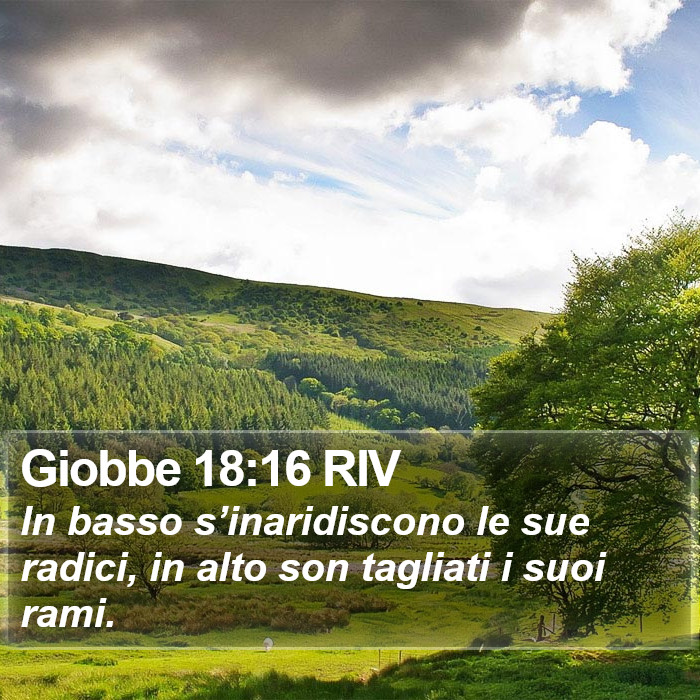 Giobbe 18:16 RIV Bible Study