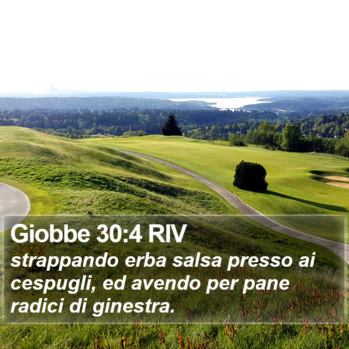 Giobbe 30:4 RIV Bible Study