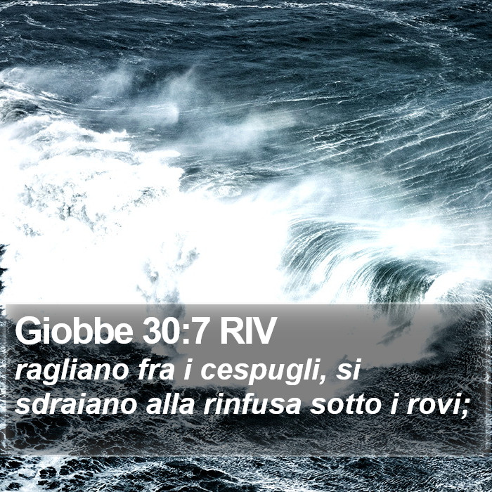 Giobbe 30:7 RIV Bible Study