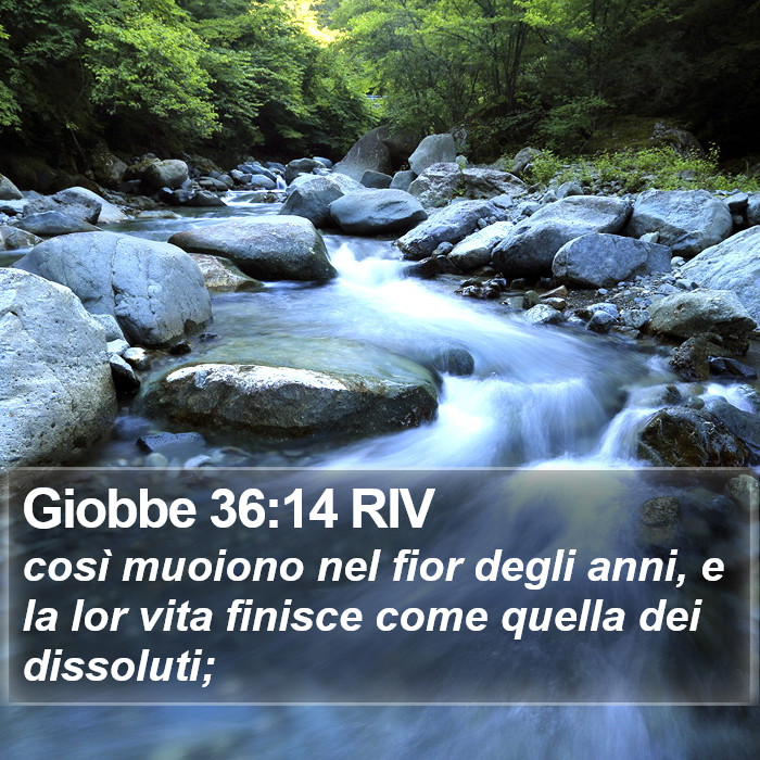 Giobbe 36:14 RIV Bible Study