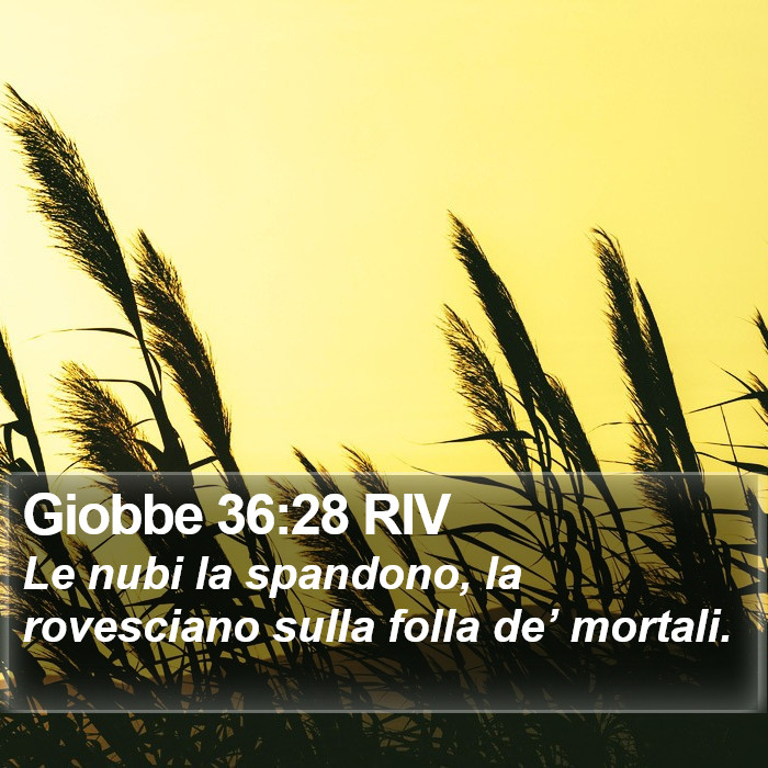 Giobbe 36:28 RIV Bible Study