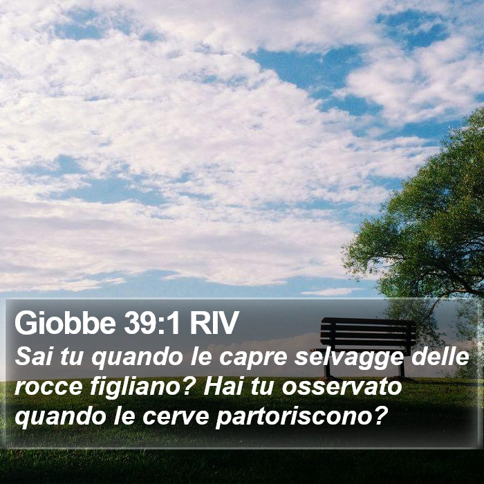 Giobbe 39:1 RIV Bible Study