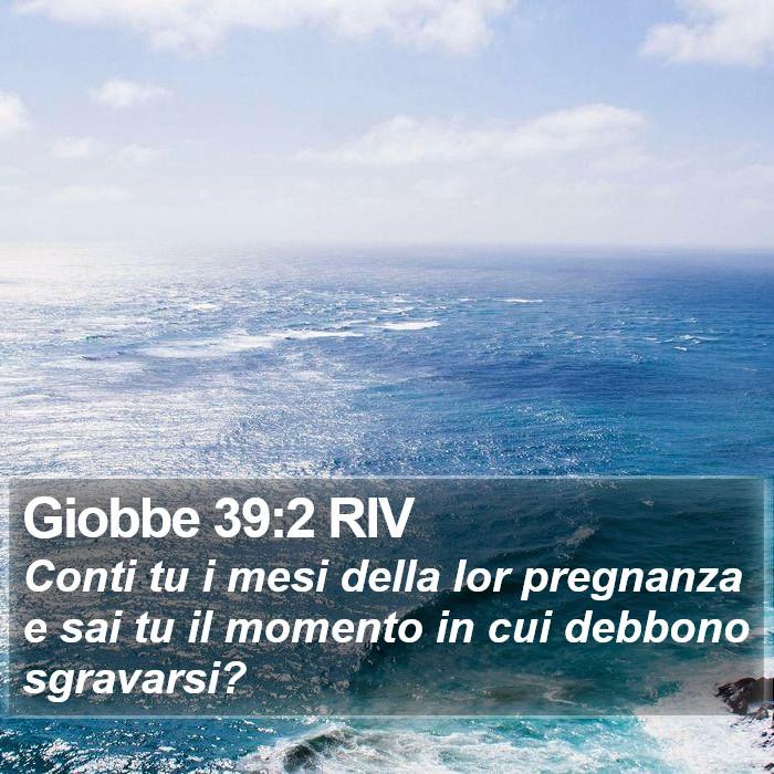 Giobbe 39:2 RIV Bible Study