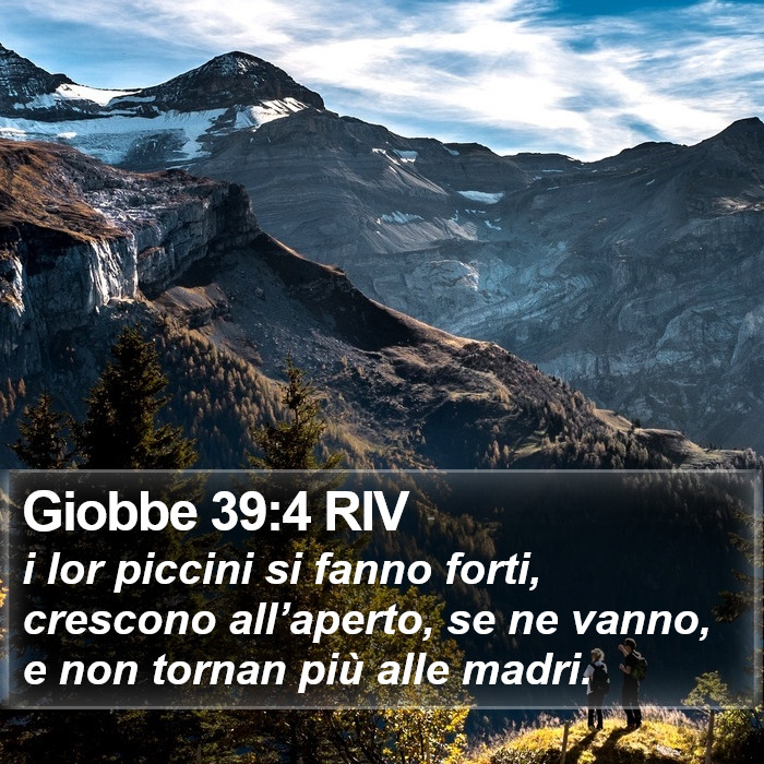 Giobbe 39:4 RIV Bible Study