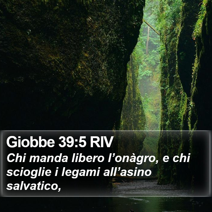 Giobbe 39:5 RIV Bible Study