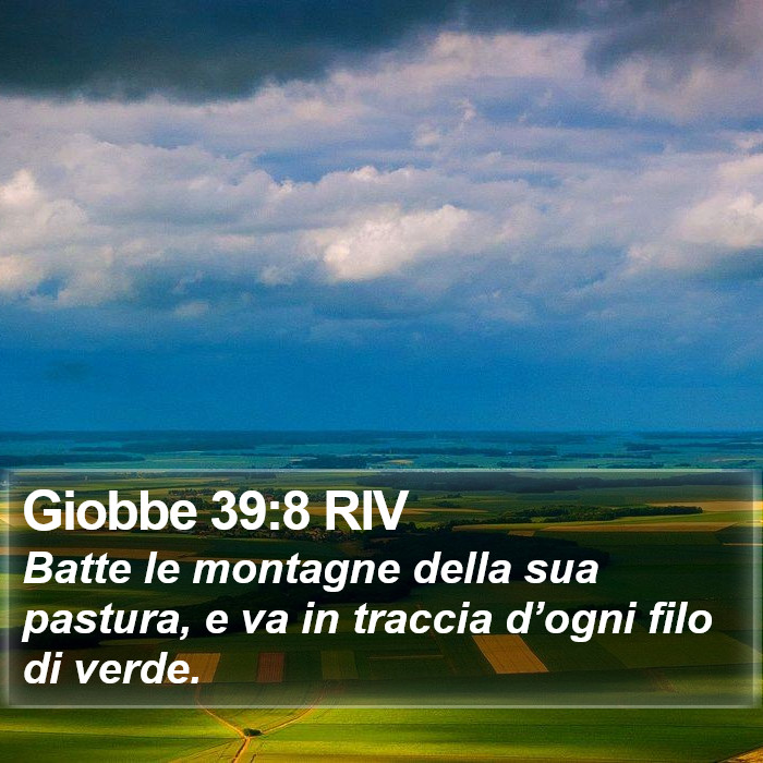 Giobbe 39:8 RIV Bible Study