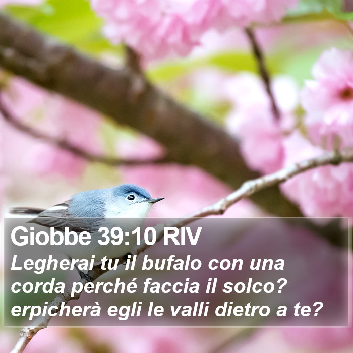 Giobbe 39:10 RIV Bible Study