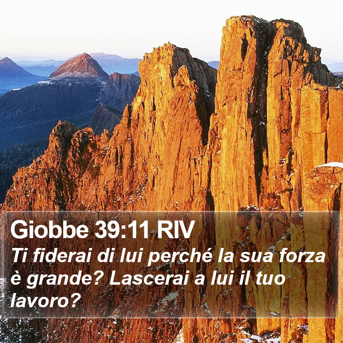 Giobbe 39:11 RIV Bible Study